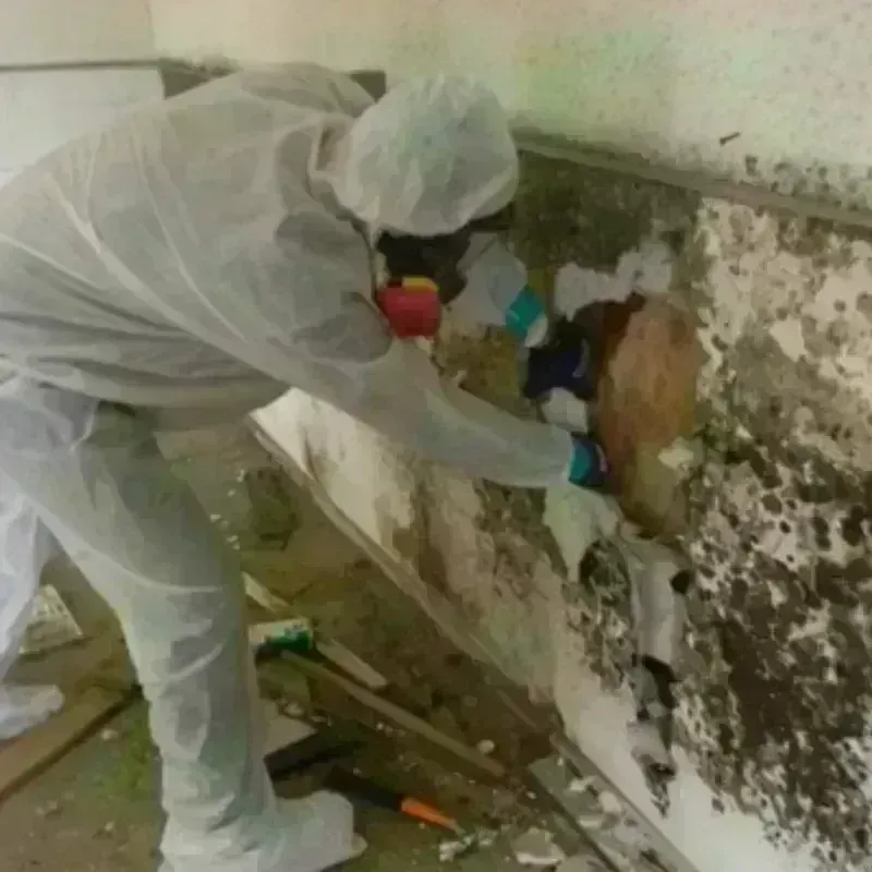 Mold Remediation and Removal in Deering, NH